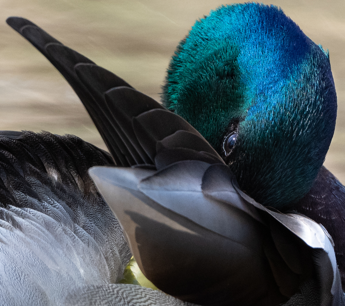 The Zen and Happiness of Bird Photography