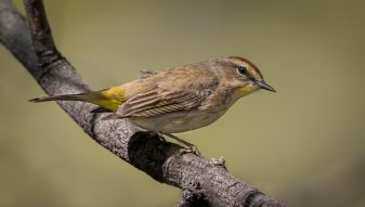 Palm Warbler