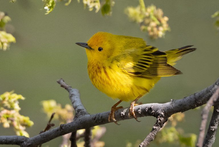 Yellow Warbler - Owen Deutsch Photography