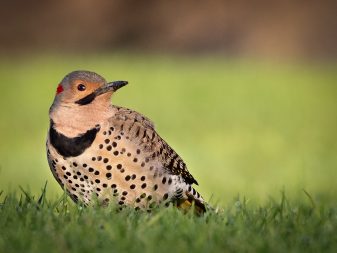 Northern Flicker Yellow-shafted