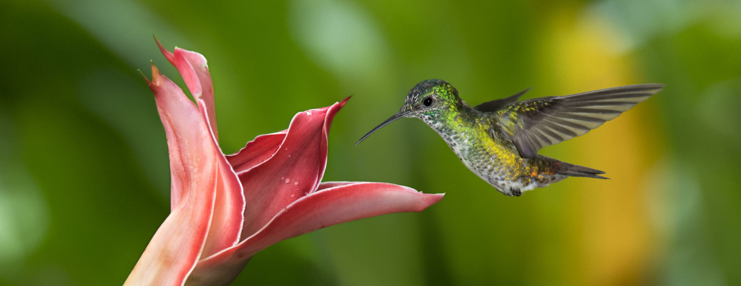 Flashes of Fun with Hummingbirds