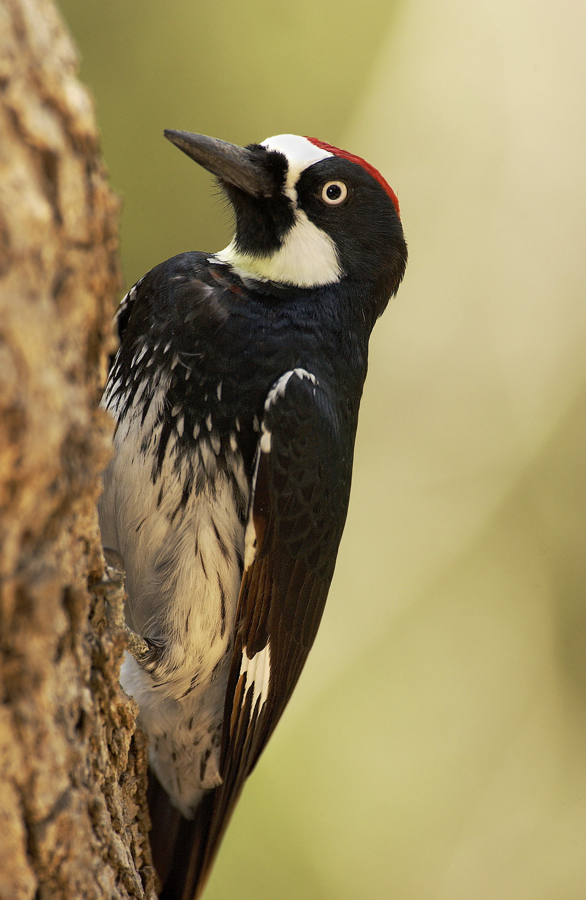Acorn Woodpeckers Create Granaries, One Acorn at a Time - A BirdNote Story