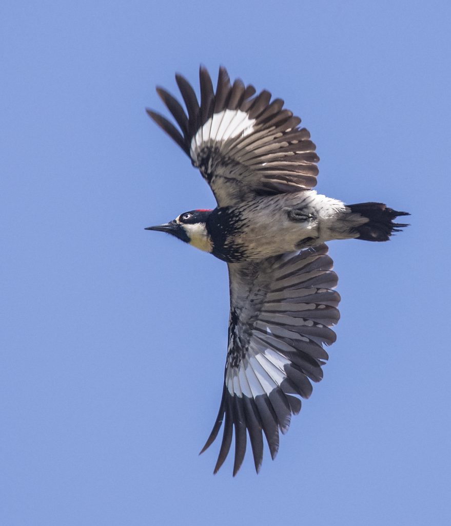 Acorn Woodpeckers Create Granaries, One Acorn at a Time - A BirdNote ...