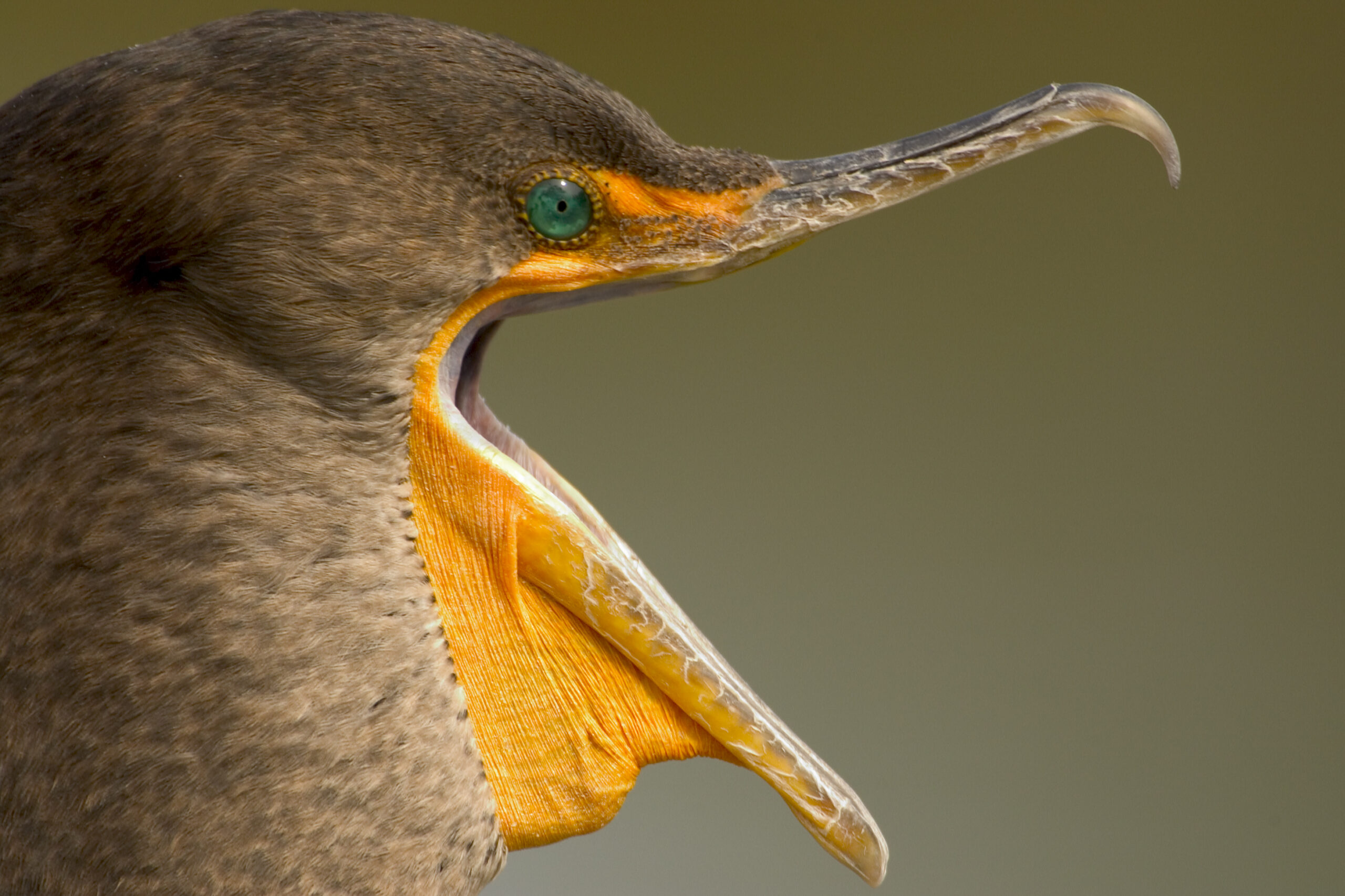 Double-crested Cormorant - A BirdNote Story