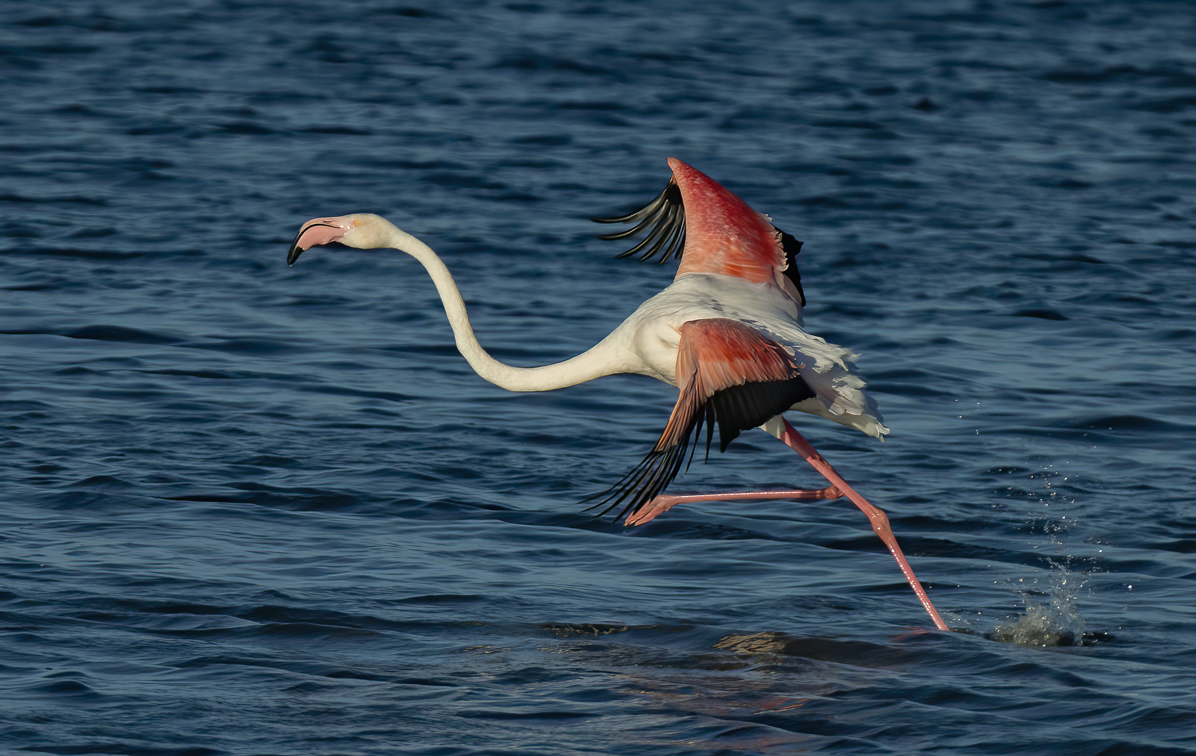 Greater Flamingo - The Dramatic Migrator