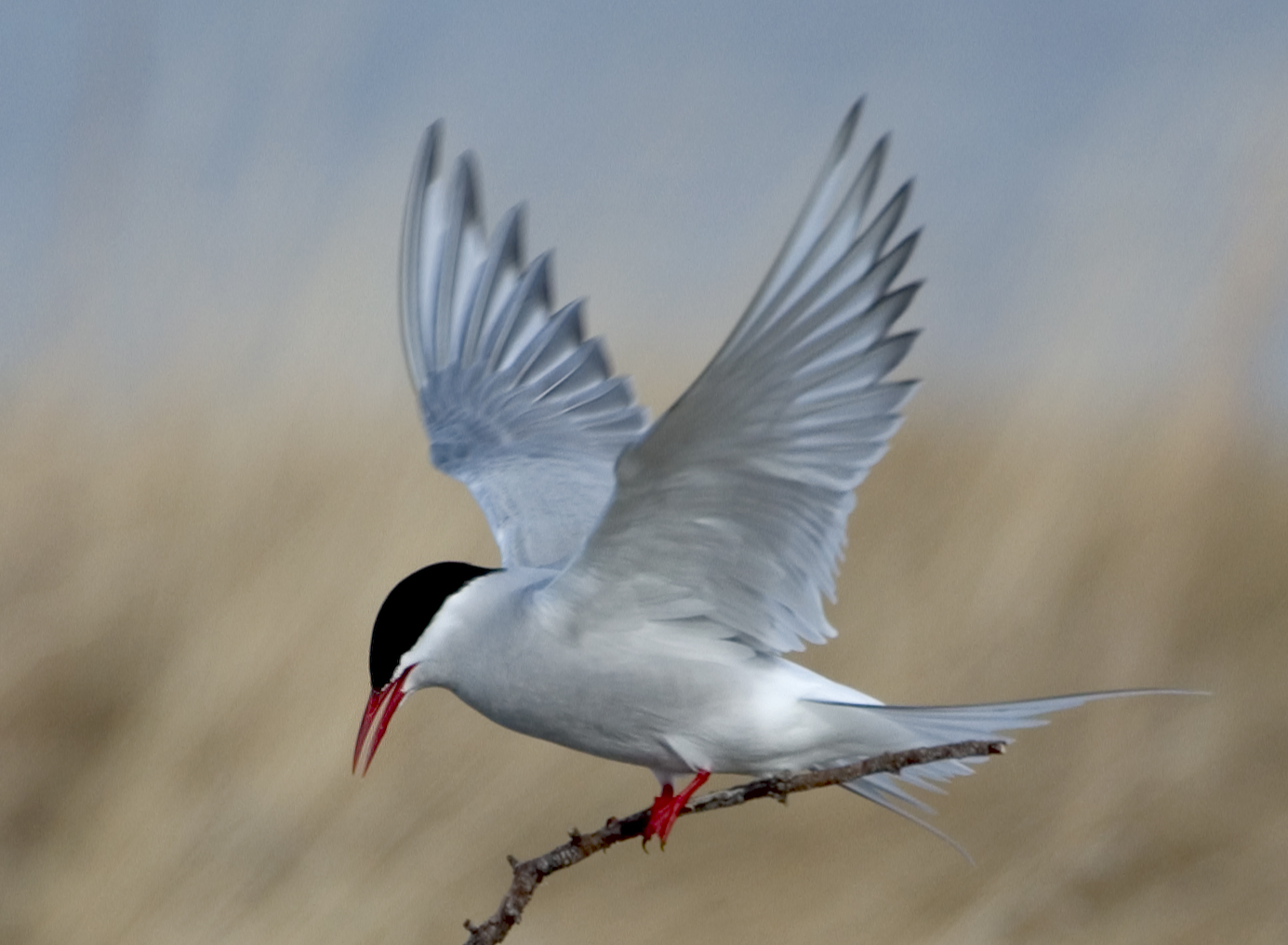 Arctic Tern - The Furthest Migrator