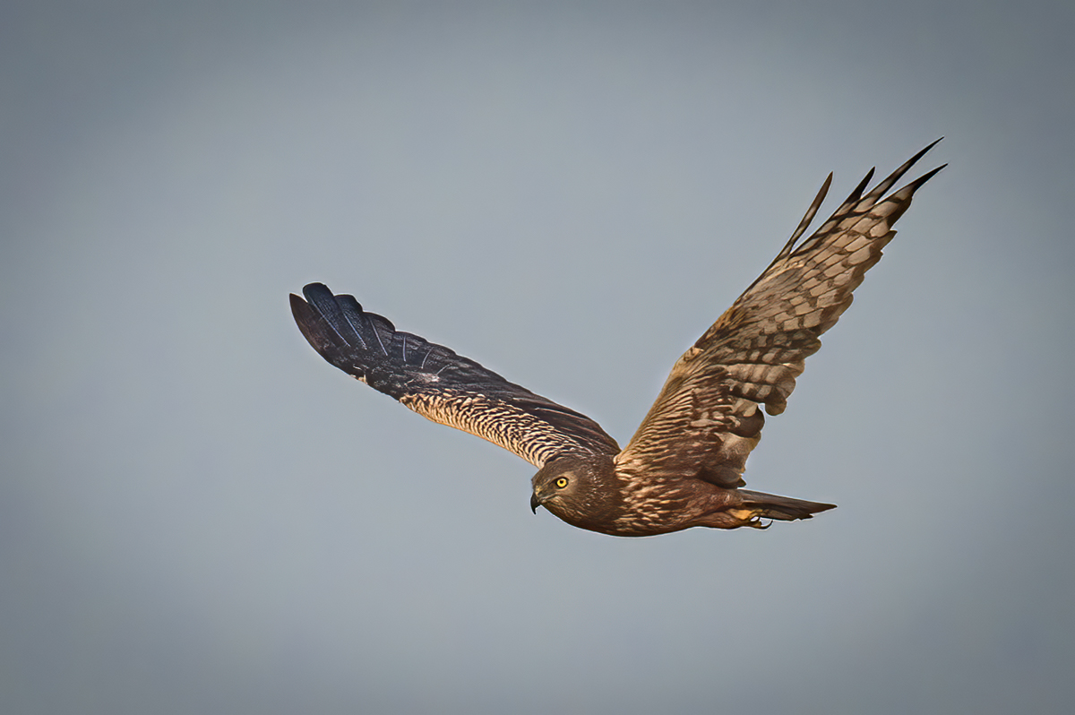 African Marsh Harrier | Flying Bird | Birds of Prey