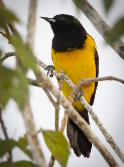 Black-cowled Oriole