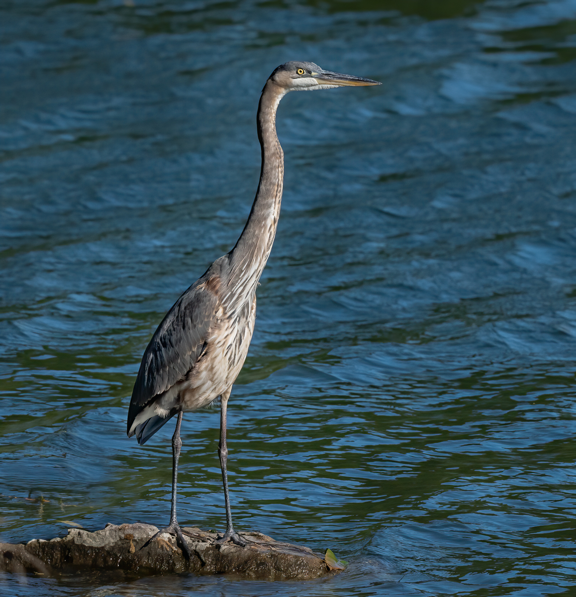 Great Blue Heron - Owen Deutsch Photography