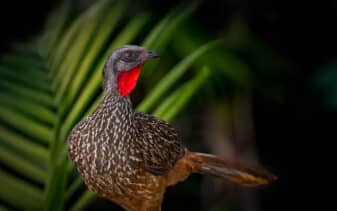 Band-tailed Guan