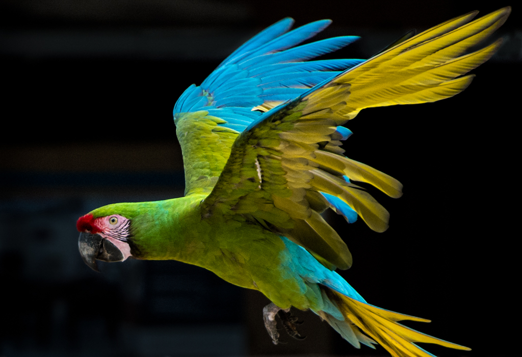 Beautiful Birds Like You’ve Never Seen Them Before - On Your TV Screensaver