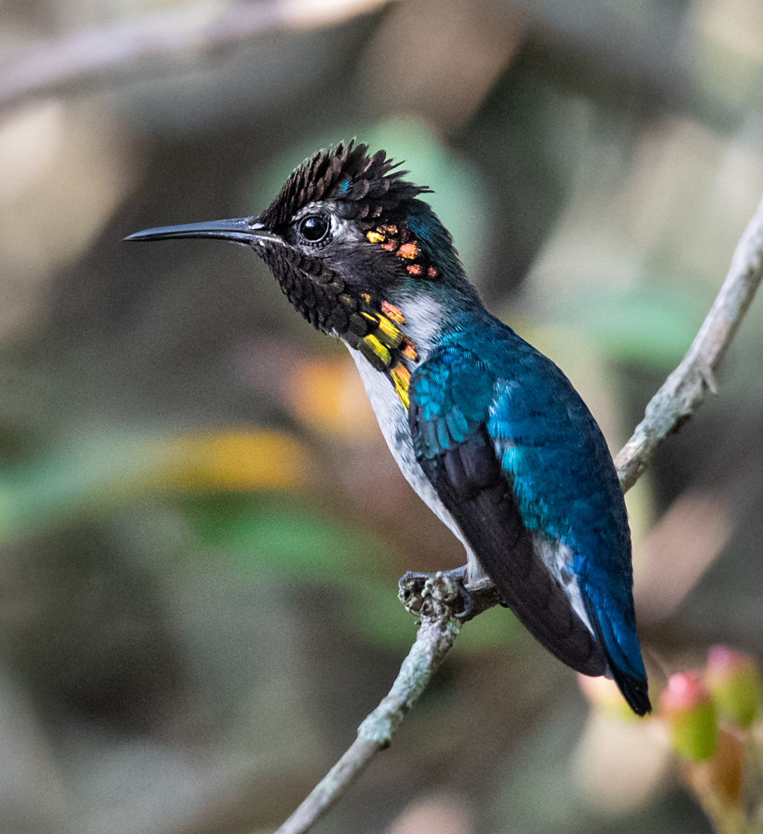 The Bee Hummingbird: A Rare Cuban Jewel