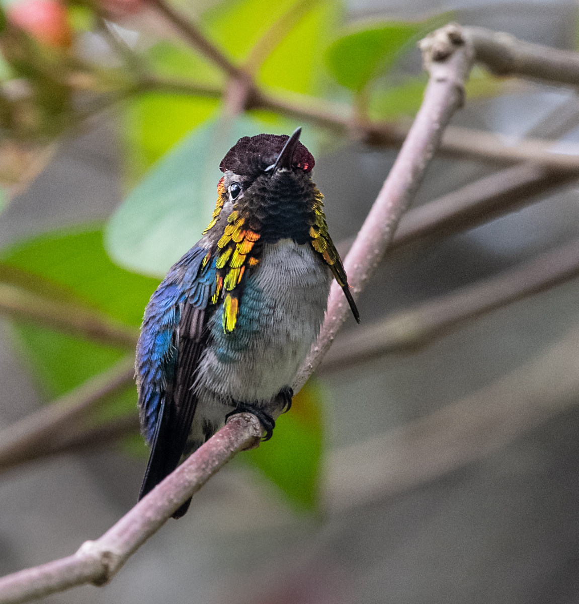 cuban bee hummingbird
