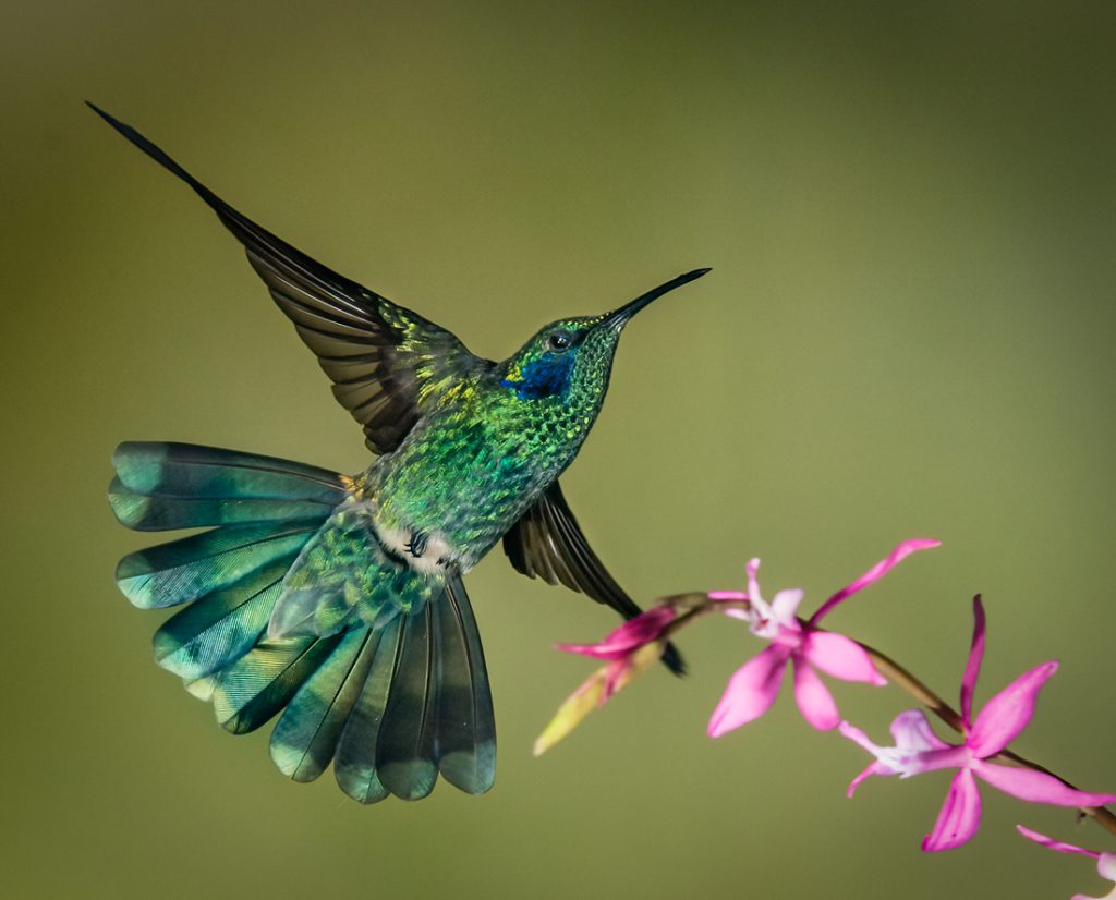 Huembo: Home of the Marvelous Spatuletail - Owen Deutsch Photography