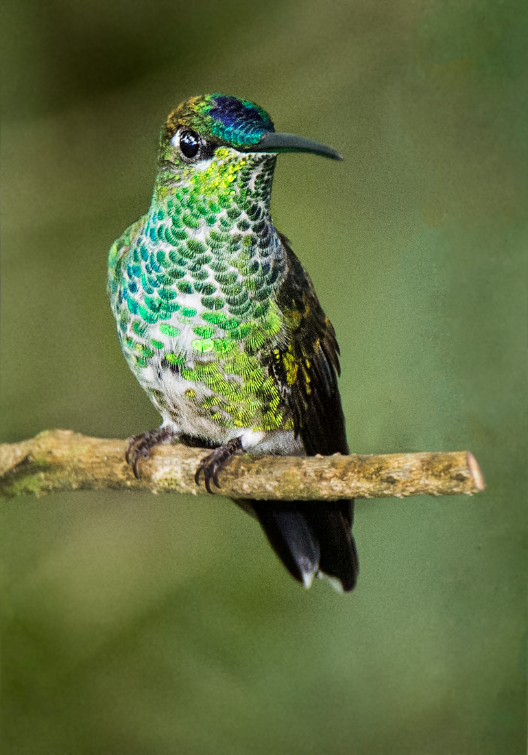 Huembo: Home of the Marvelous Spatuletail