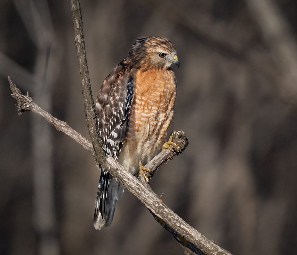 Red-Shouldered Hawk - Owen Deutsch Photography