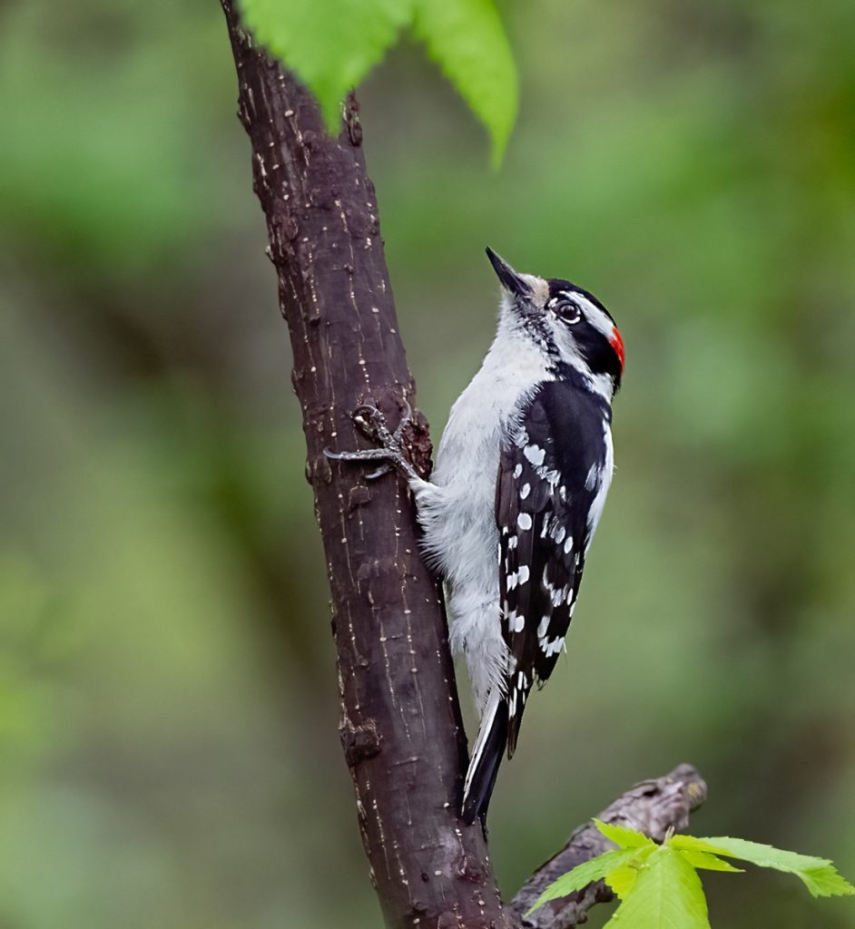 Downy Woodpecker - Owen Deutsch Photography