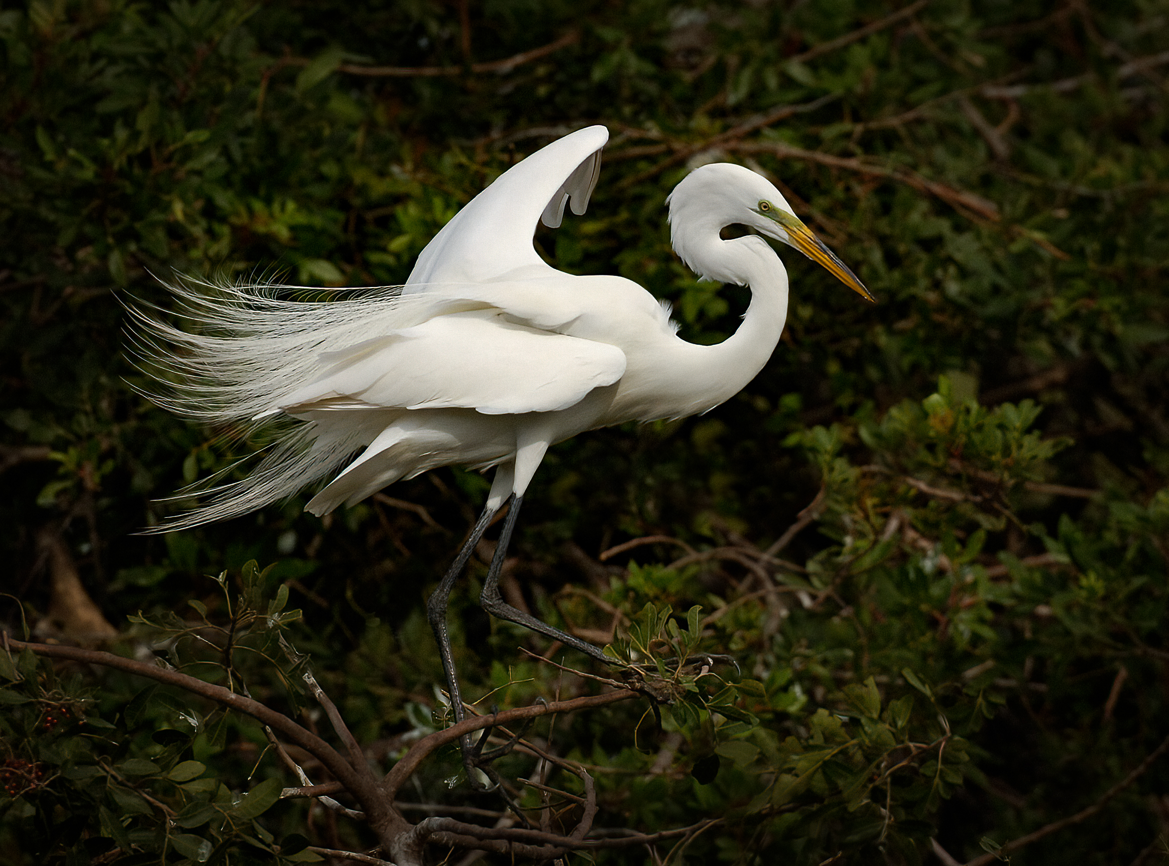 Wonderful White in Bird Photography