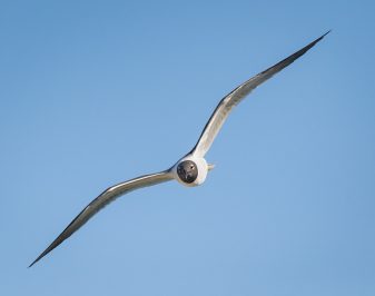 Laughing Gull