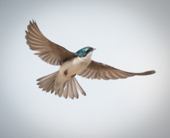 Tree Swallow