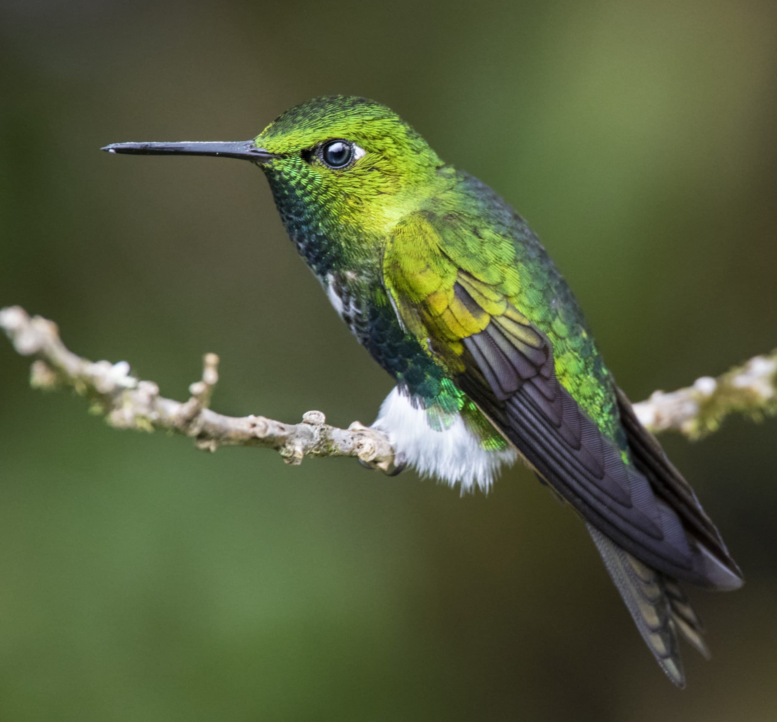 Puffleg Hummingbirds: The Birds That Wear Boots