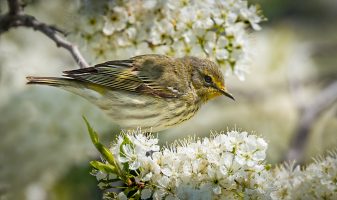 Pine Warbler