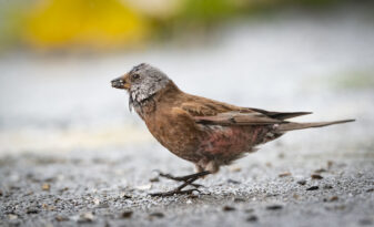 Aleutian Gray-crowned Rosy-Finch
