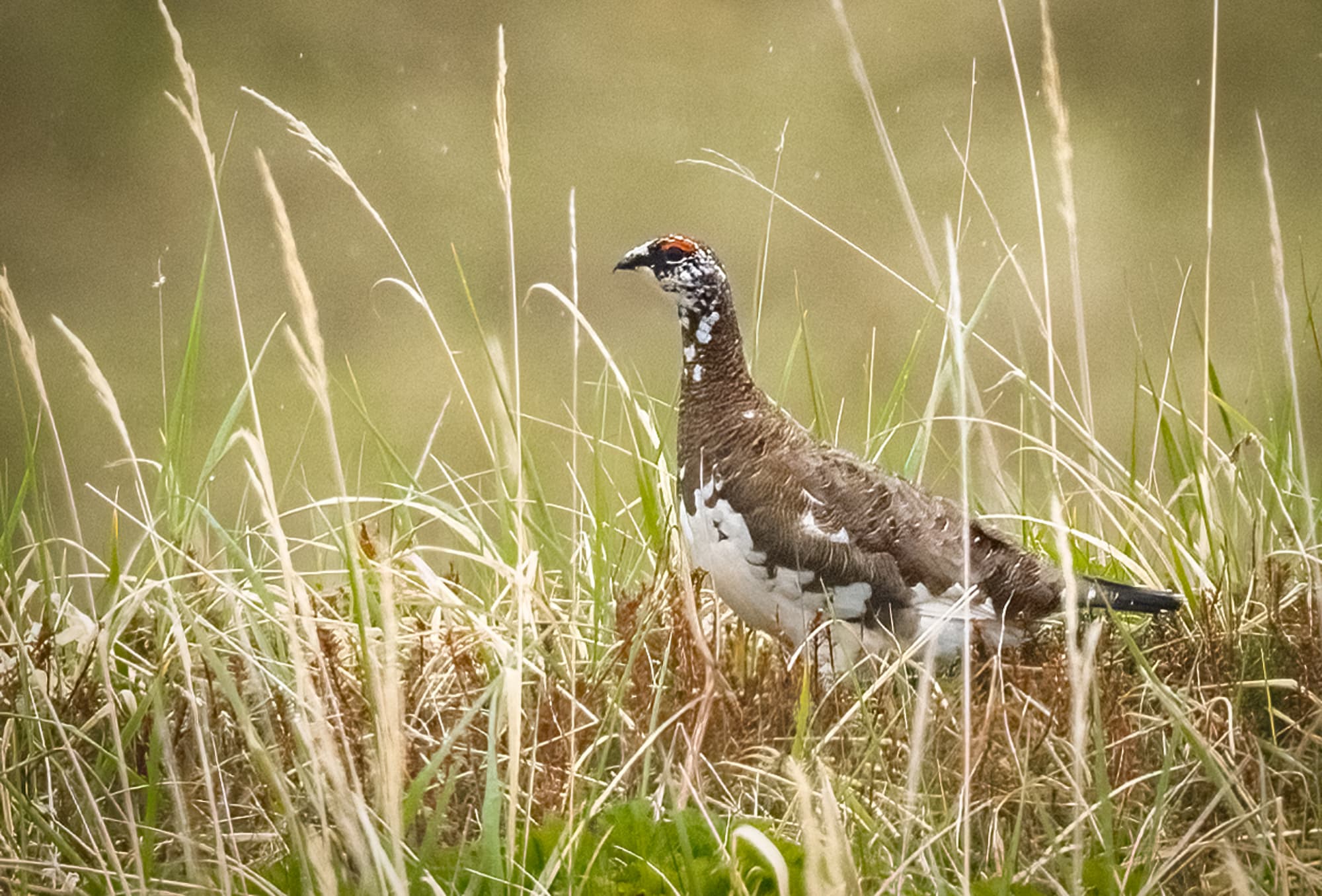 Rock Ptarmigan - Owen Deutsch Photography