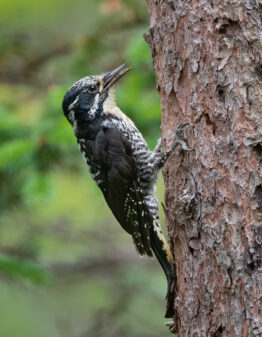 American three-toed Woodpecker