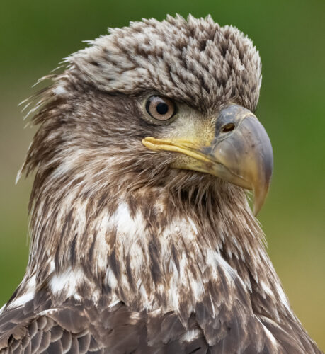 Bald Eagle | Ornithologist | Nature Photographer