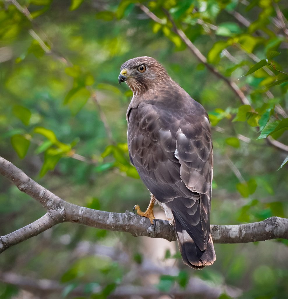 Broad-winged Hawk - Owen Deutsch Photography