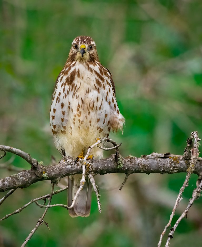 Broad-winged Hawk - Owen Deutsch Photography