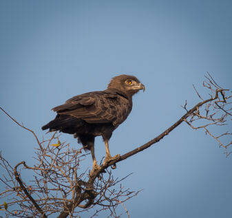 Brown Snake-Eagle