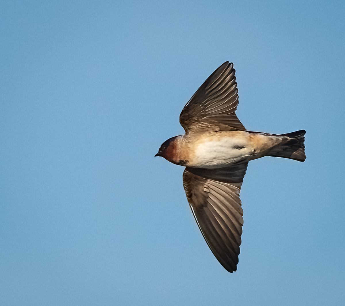 cliff-swallow-owen-deutsch-photography