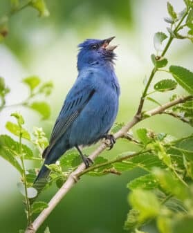 Indigo Bunting