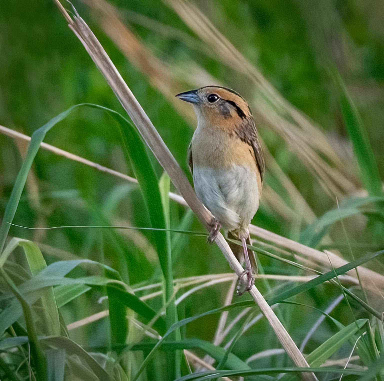 Le Conte's Sparrow - Owen Deutsch Photography