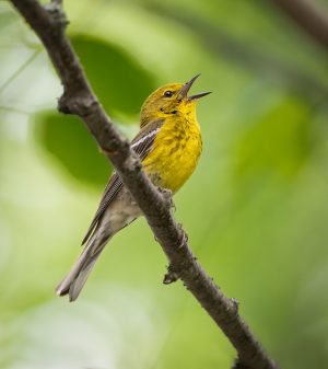 Pine Warbler