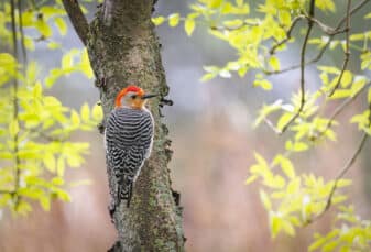 Red-bellied Woodpecker