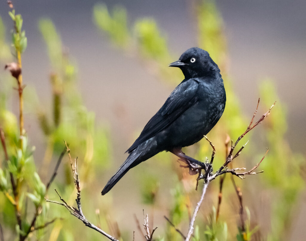 Rusty Blackbird - Owen Deutsch Photography