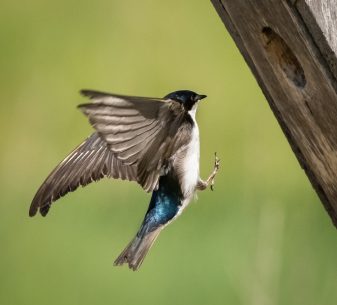 Tree Swallow