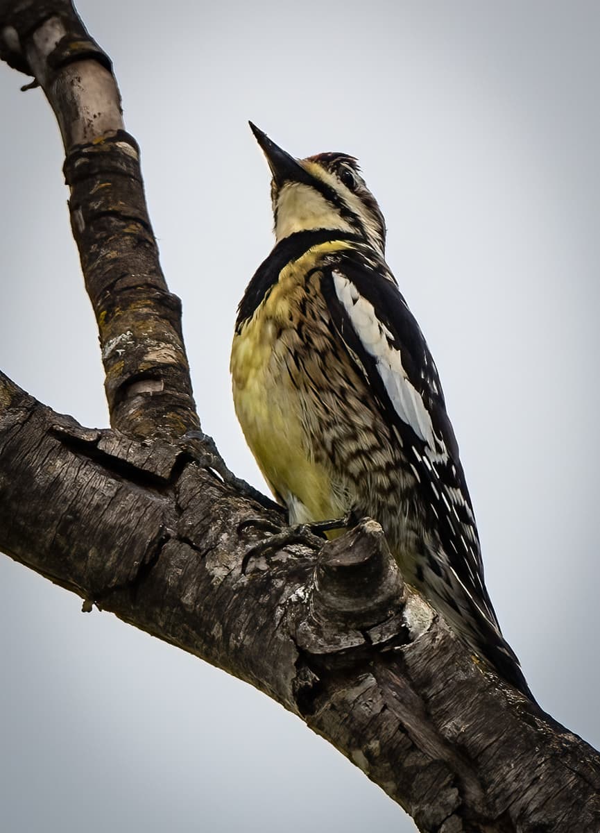 Yellow-bellied Sapsucker - Owen Deutsch Photography