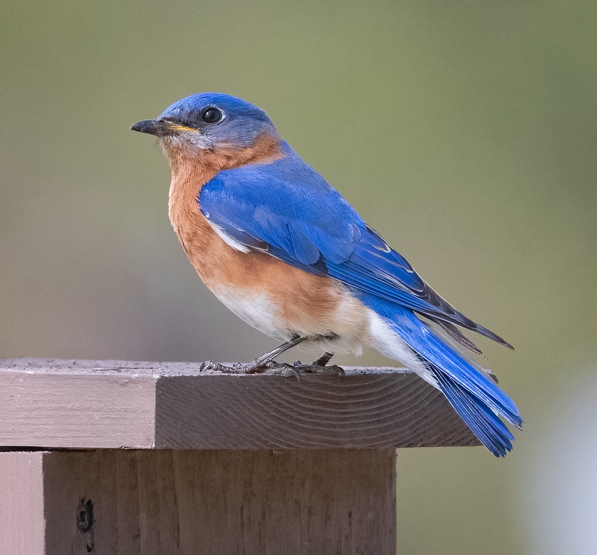 Eastern Bluebird - Owen Deutsch Photography