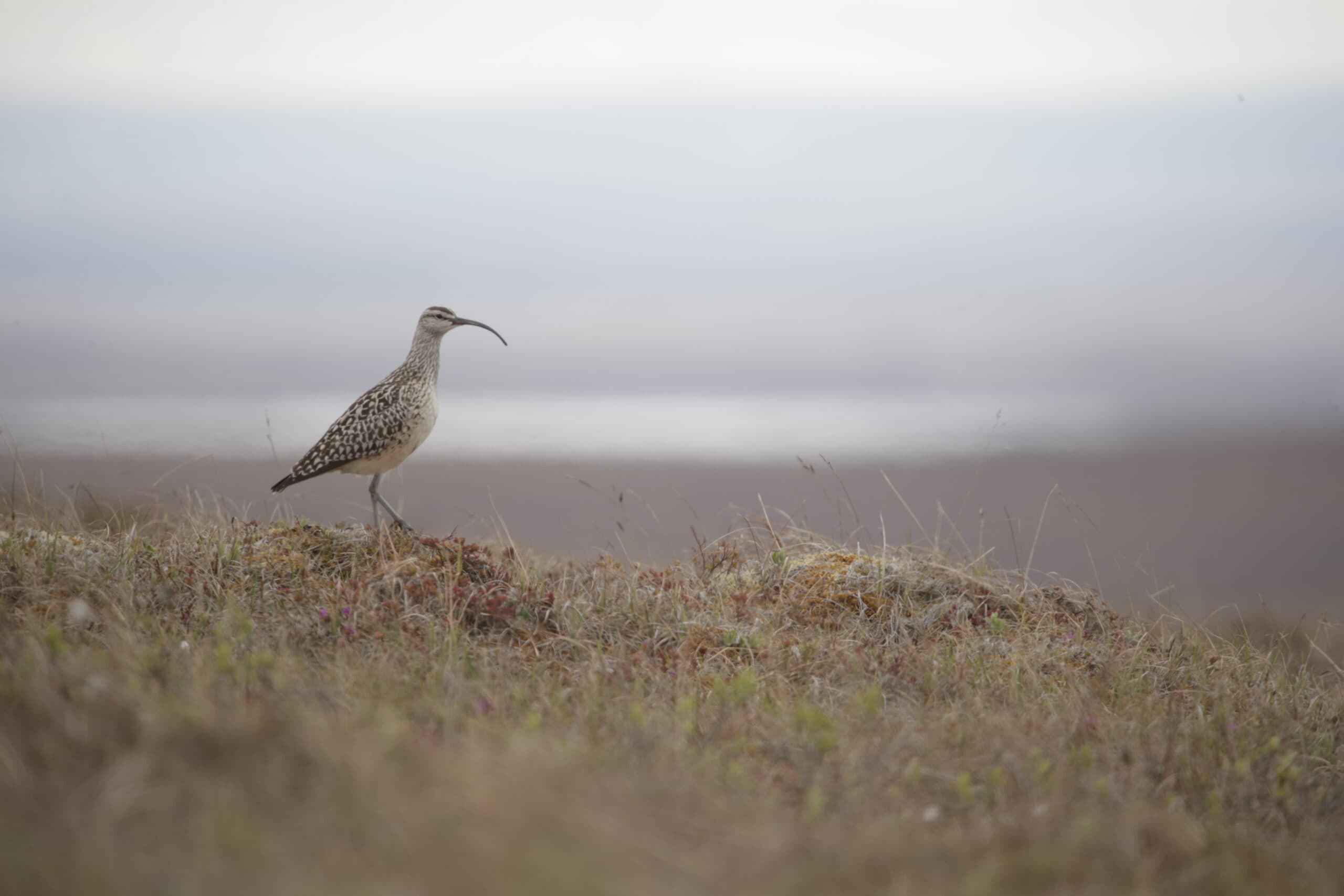 The Search for the Bristle-thighed Curlew with Mike Parr of American Bird Conservancy