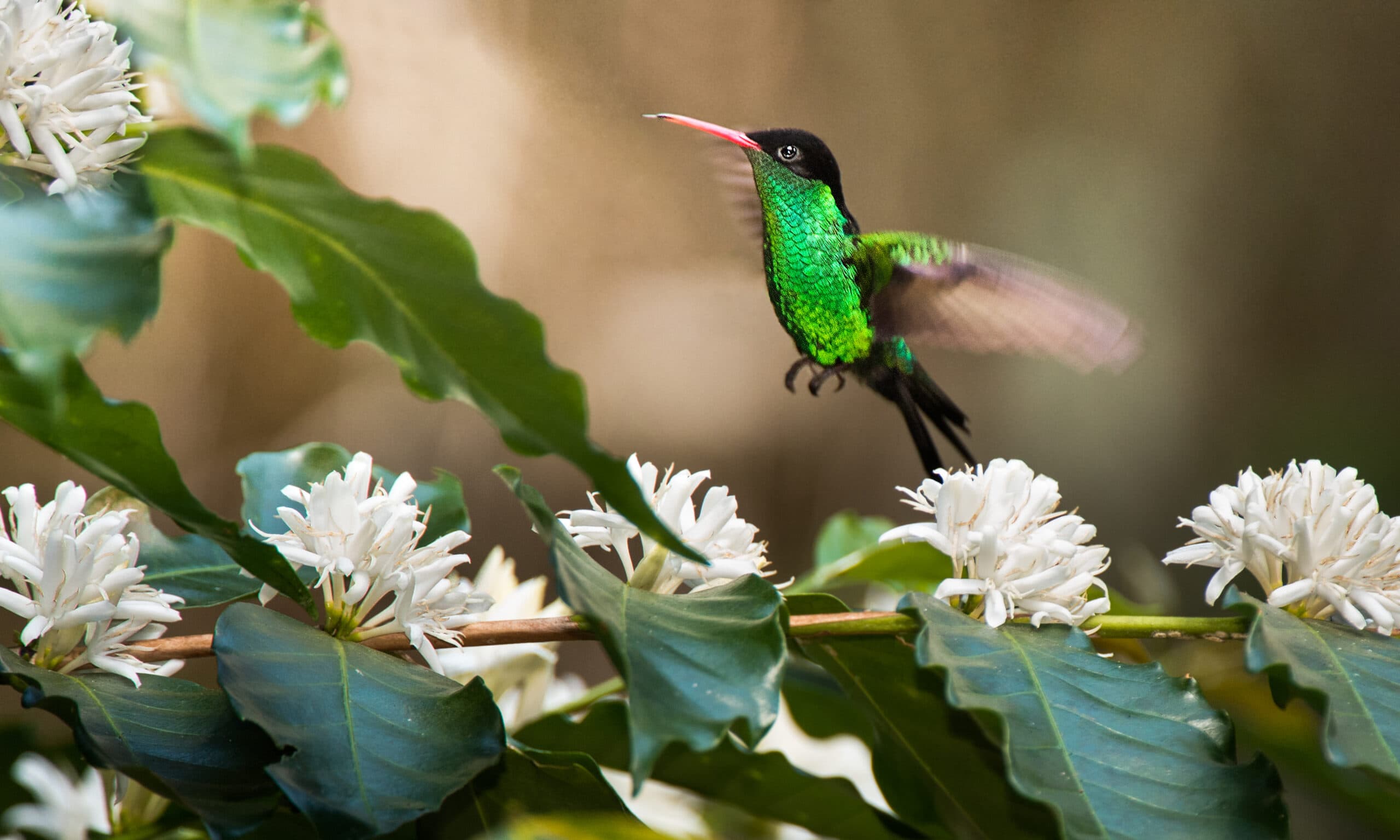 How Bird-friendly Coffee Helps Bird Conservation