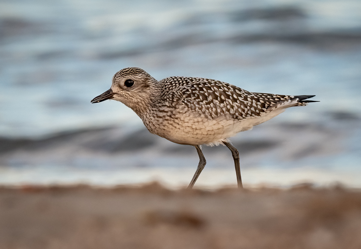 Black-bellied Plover | Magic Hedge | Chicago Photography