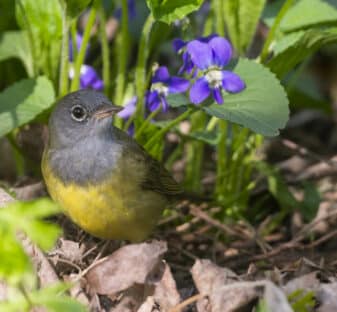 Connecticut Warbler