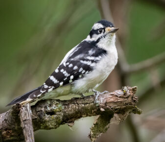 Downy Woodpecker