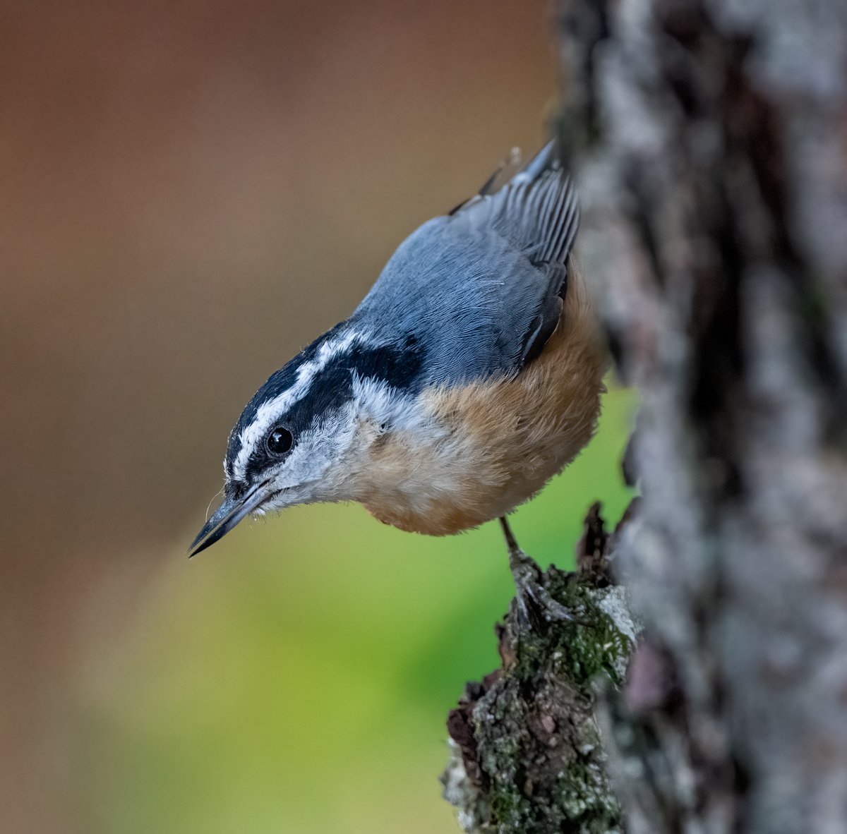 Red-breasted Nuthatch - Owen Deutsch Photography