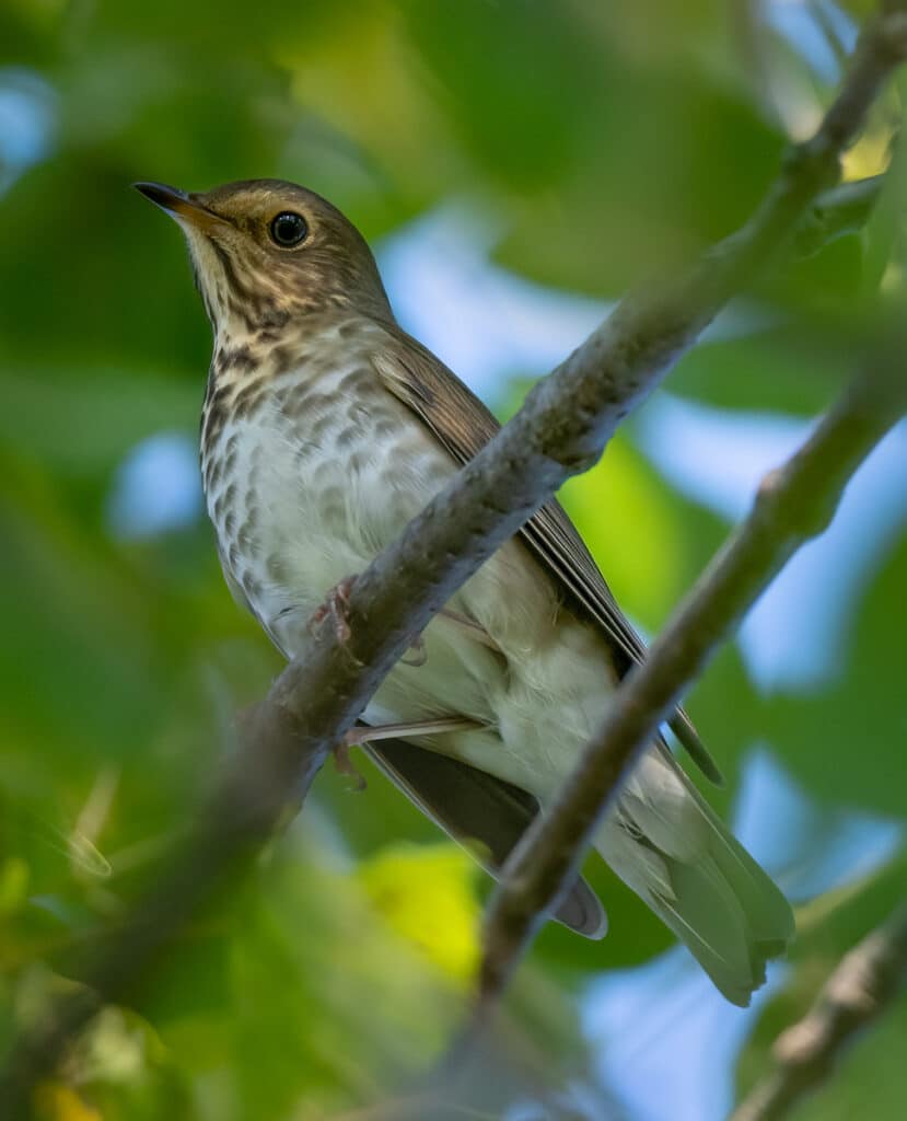 Swainson's Thrush - Owen Deutsch Photography