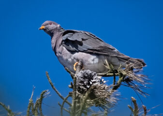 Band-tailed Pigeon